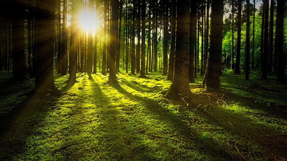 De 10 grootste misverstanden over het verzorgen van bomen