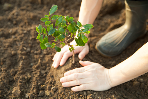 Bomenplanten