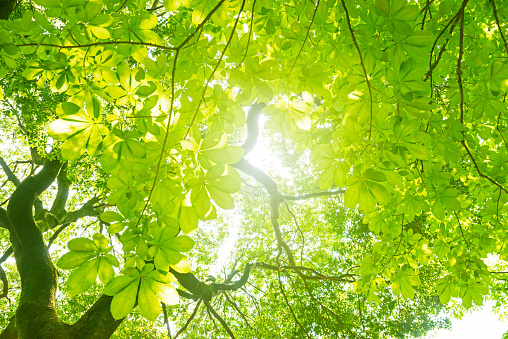Het metabolisme en fotosynthese van een boom