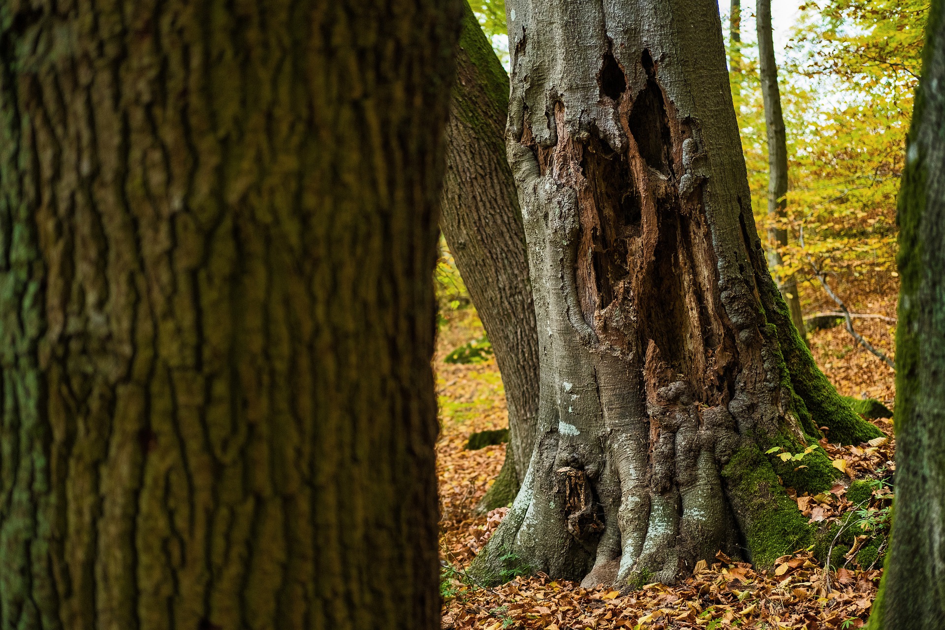 Aan welke symptomen herken je zieke bomen & specifieke boomziektes