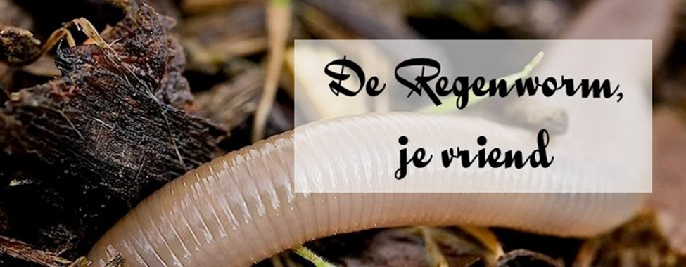 Regenwormen: natuurlijke bladharken van jouw tuin