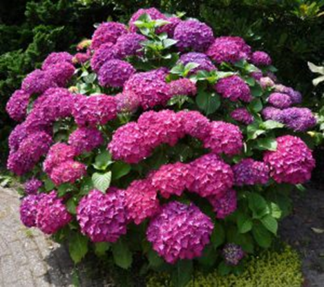 Snoeien van een Hortensia, mag dat wel?