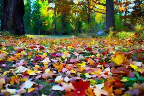 Tips om in de tuin te snoeien in oktober