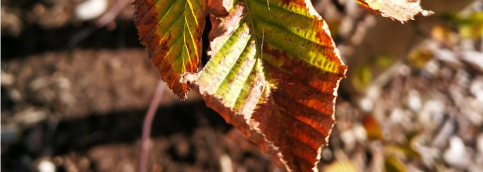 Uitdrogen door te weinig of te veel water