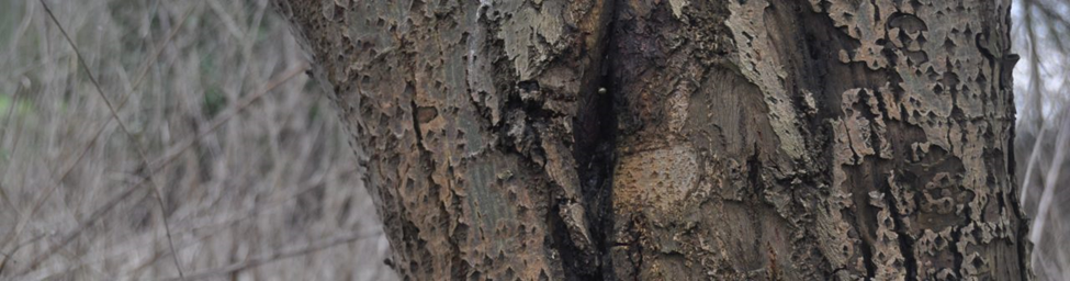 Waarom breken takken af van een boom? En wat is een plakoksel?