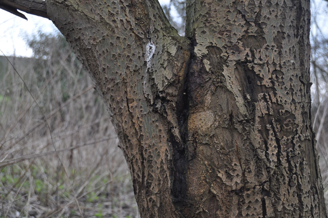 Boomstam in slechte staat