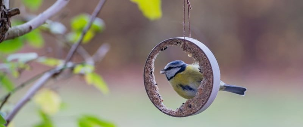 Vogel aan het eten van een vogelvoer