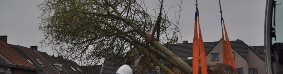 Wat is de juiste afstand tussen je boom en de woning?