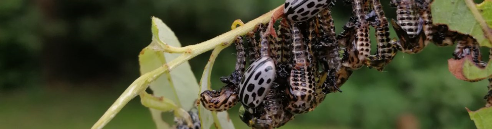 Wilgenhaantje eet jouw bomen kaal, wat te doen?