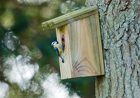 Vogel aan een vogelkast