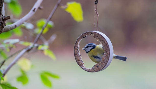 10 geheimen om meer vogels in je tuin te krijgen