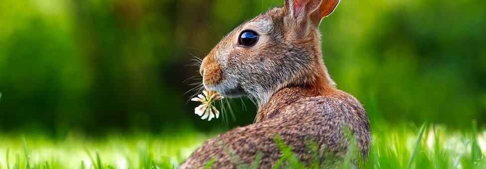 5 Tips voor een gezond gazon