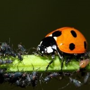 Bladluizen bestrijden met lieveheersbeestjes