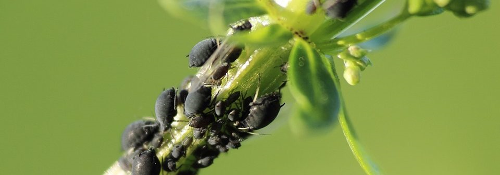 Bladluizen kweken sneller dan muizen!