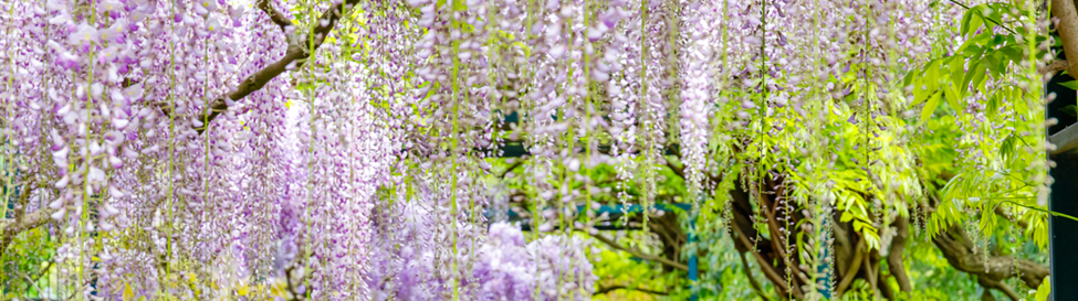 Blauwe regen of Wisteria vraagt onderhoud