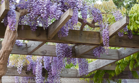 STRUCTUUR VOOR WISTERIA