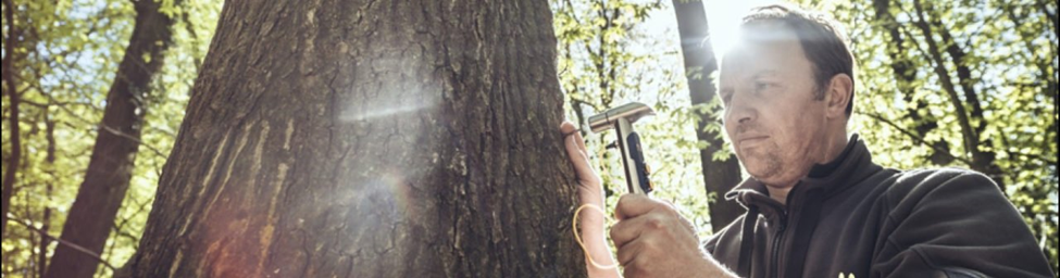 Boomfitanalyse – onderzoek naar gezondheid en stabiliteit van bomen