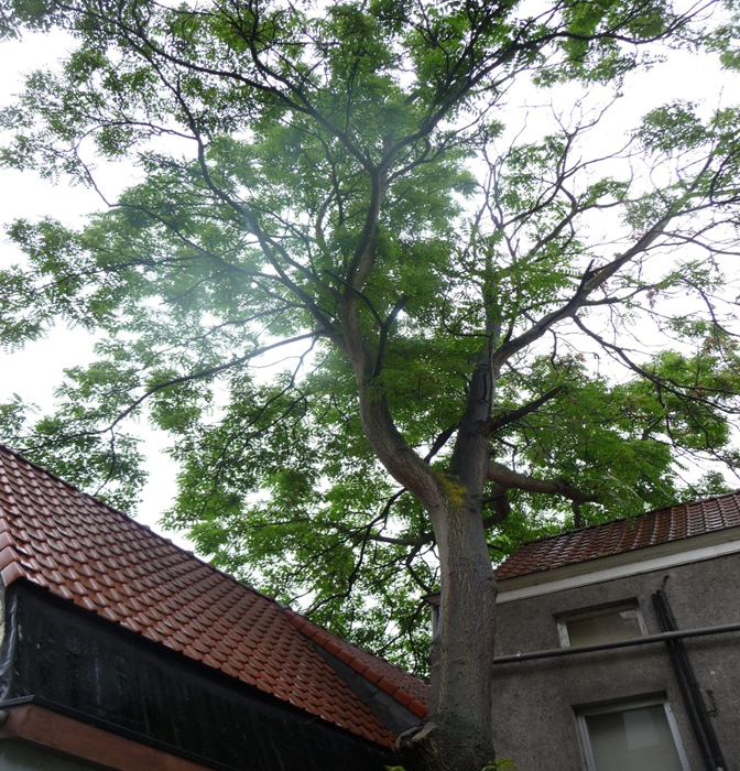 De juiste boom voor jouw tuin