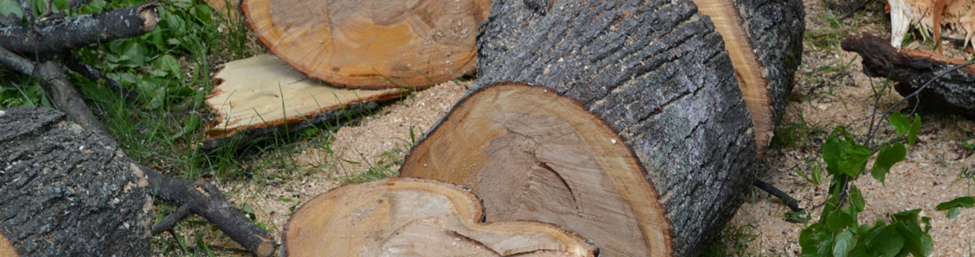 Een boom verwijderen? Roep de hulp in van een professionele treeworker