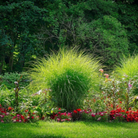 gras en planten