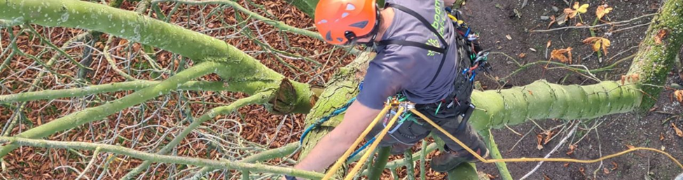 Grote bomen snoeien: hoe en wanneer?