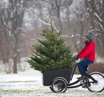 10 tips om de kerstboom te laten overleven en buiten te planten na de feestdagen