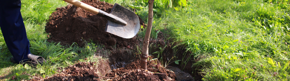 Hoe succesvol bomen planten?