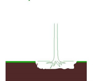 Voorbeeld hoe diep een boom in de grond moet geplant worden.