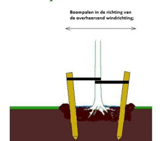 Voorbeeld richting boom