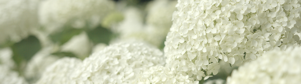 Hortensia Annabelle, tips voor het snoeien