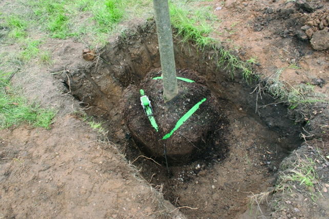 Verankering ondergronds voor bomen