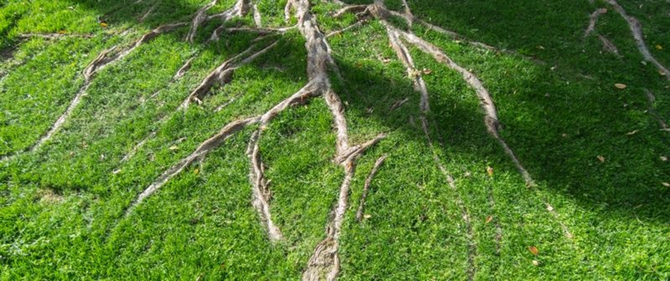 Opduwende wortels van bomen bedekken kan gevaarlijk zijn