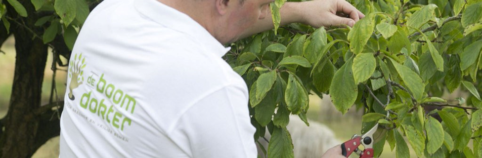 Wanneer bomen en struiken snoeien?