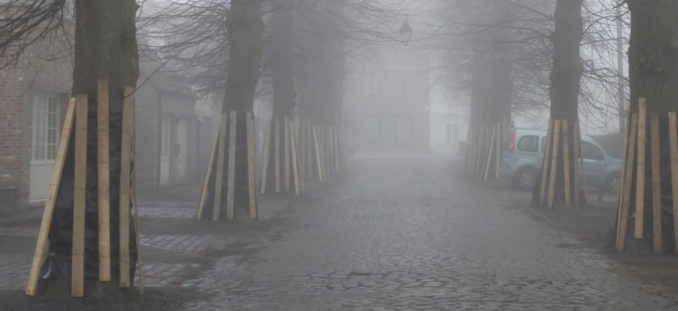 BOMEN BESCHERMEN