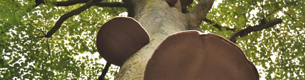 Paddenstoelen aan boom 