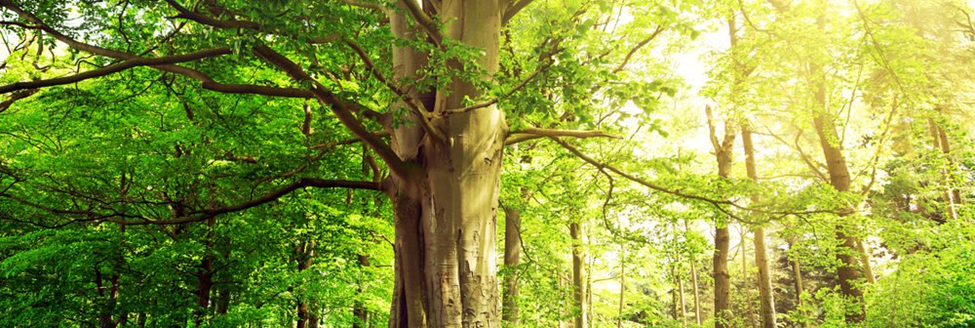 De verzorging van volwassen bomen, een effectief programma