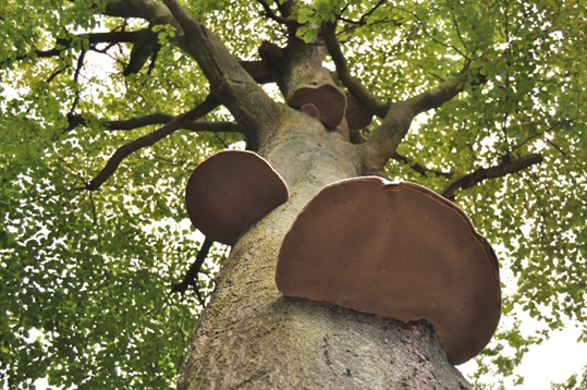 Paddenstoelen aan boom