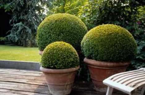 Hoe kan je een buxus snoeien?