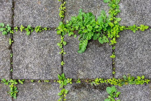 Groene aanslag op een terras verwijderen