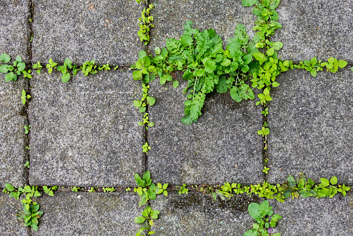 Groene aanslag op een terras verwijderen