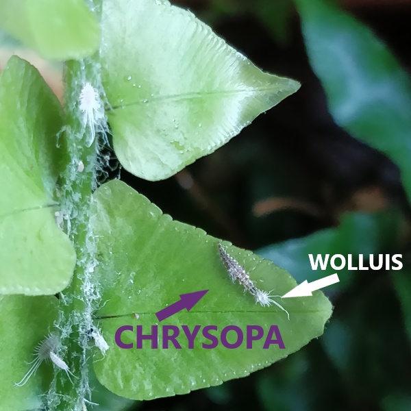 Chrysopa vs wolluis
