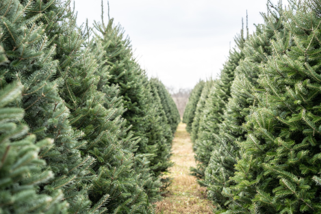 Kerstboom kopen? Ontdek de verschillende soorten bomen