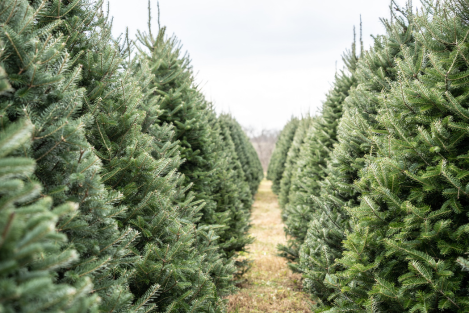 Kerstbomen in een rijtje