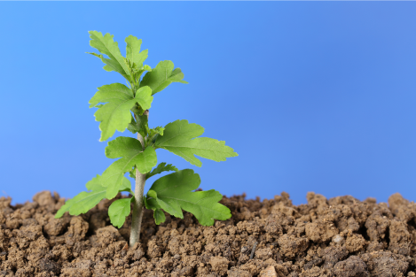 Een kiemend plantje groeit uit een zaad