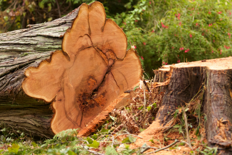 Het PEFC label: Duurzaam hout voor dummies