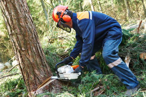 Veilig bomen omhakken