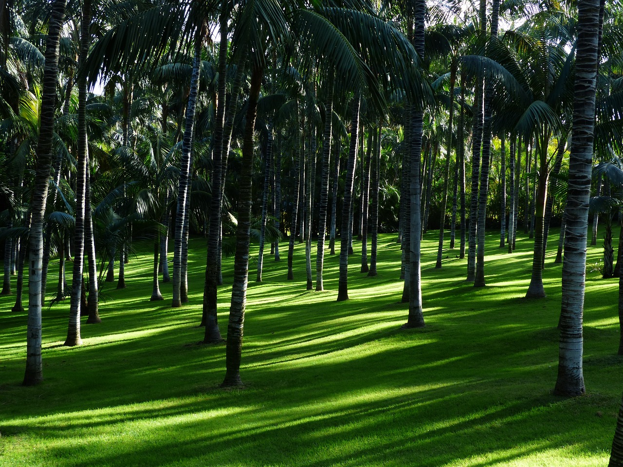 Kunstgras in een tuin vol bomen: waar moet ik op letten?