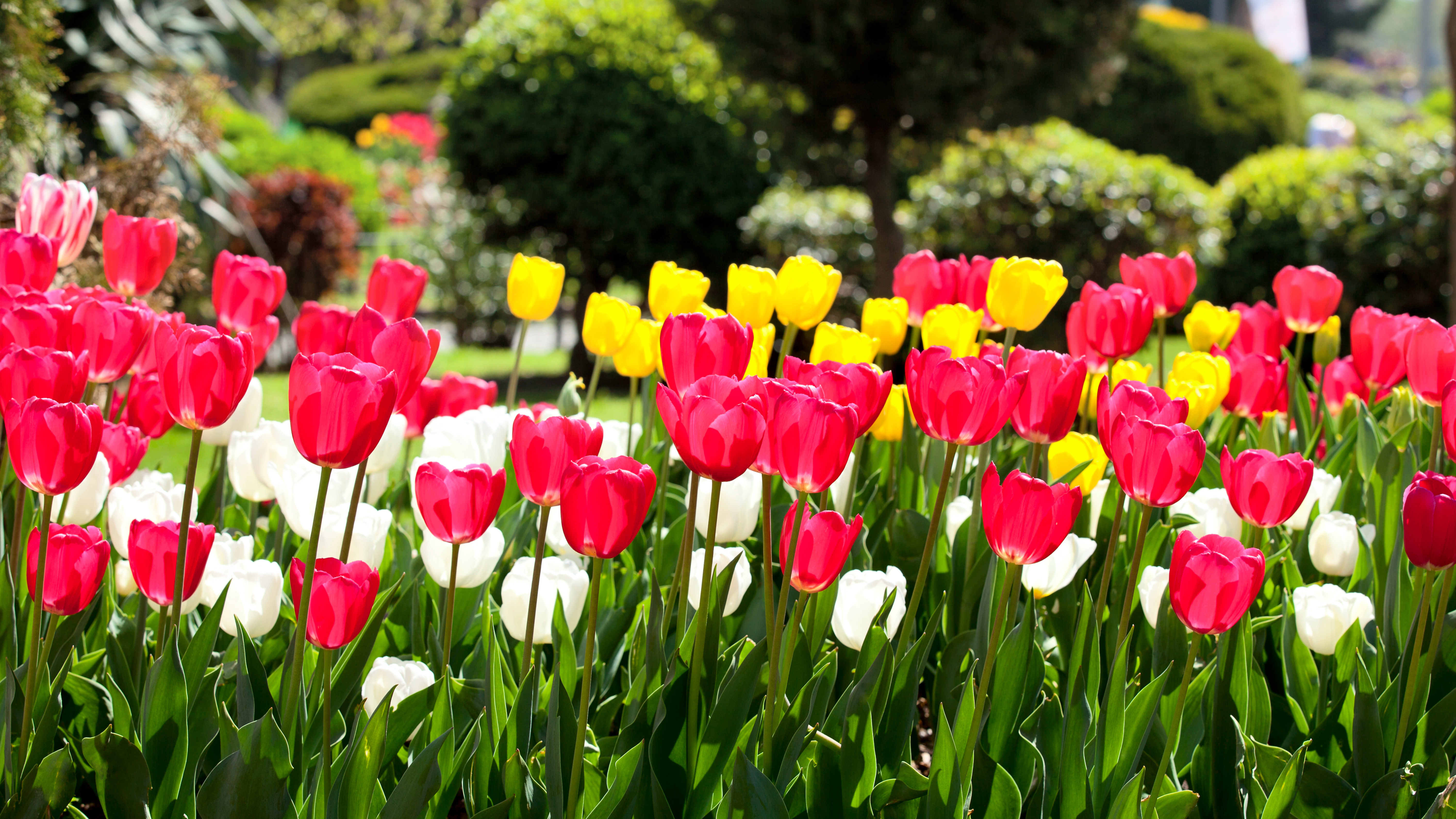 Tulpen in de tuin planten