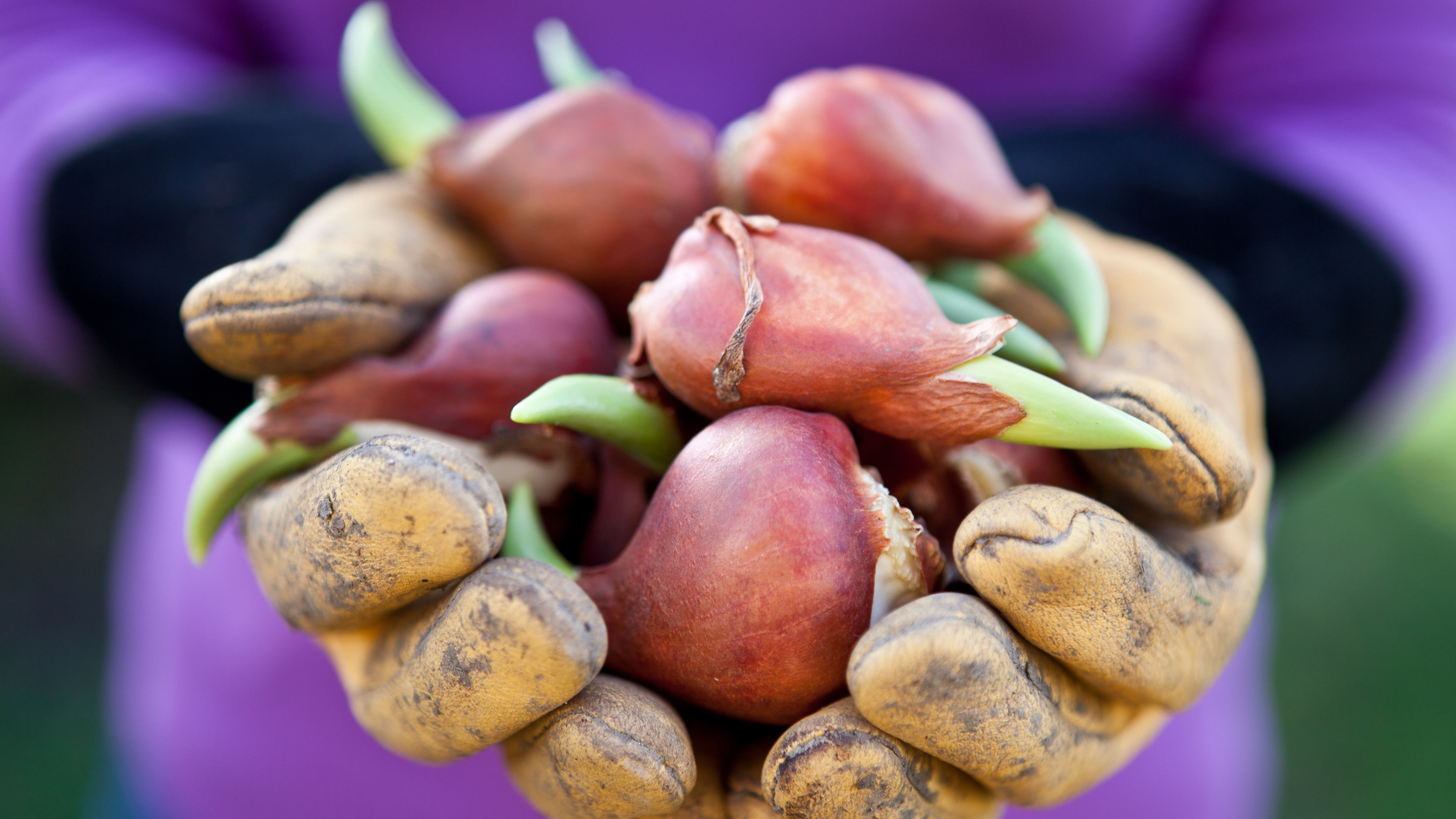 Wanneer plant je je tulpenbollen nu juist?