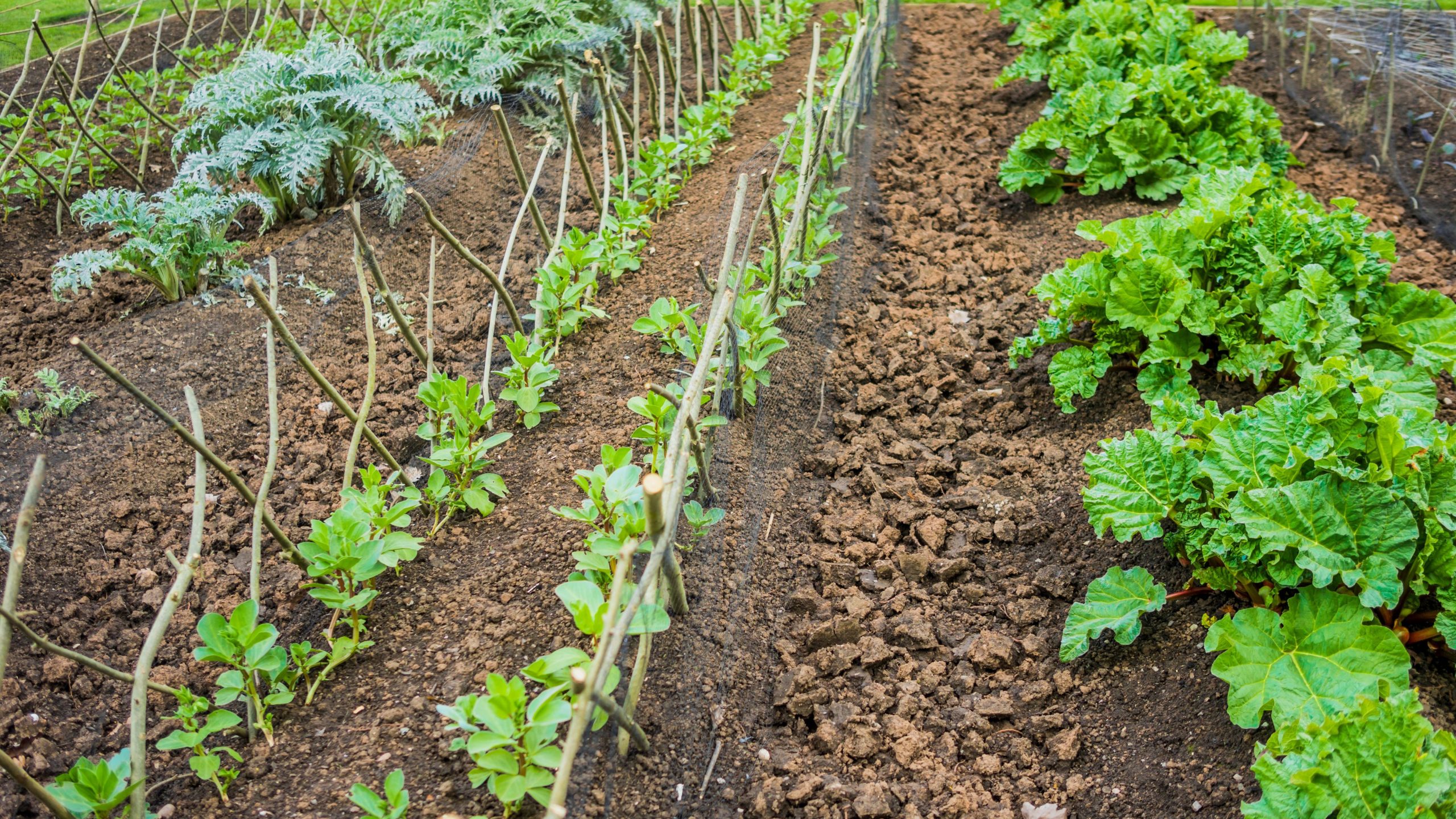 De voordelen van een moestuin op je gezondheid
